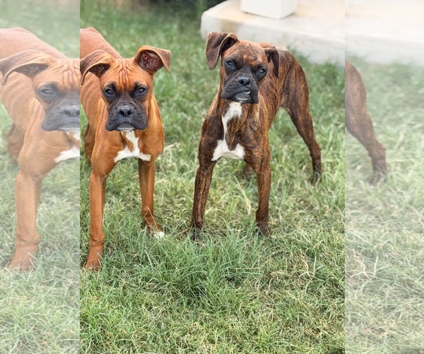 Medium Photo #3 Boxer Puppy For Sale in Dumont, NJ, USA