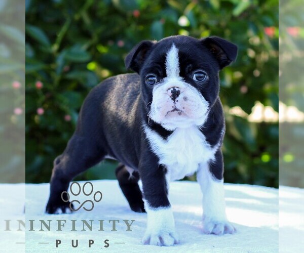 Medium Photo #1 Boston Terrier Puppy For Sale in MANHEIM, PA, USA