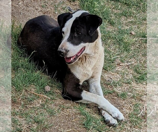 Medium Photo #3 Australian Shepherd-Unknown Mix Puppy For Sale in Pena Blanca, NM, USA
