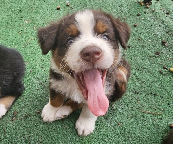 Medium Photo #6 Australian Shepherd Puppy For Sale in NELSON, VA, USA