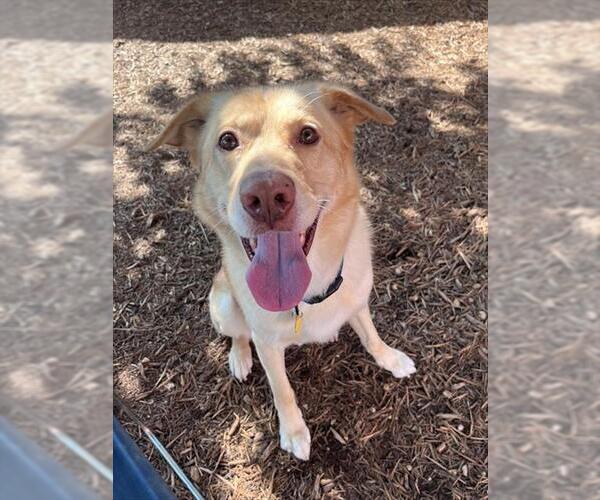 Medium Photo #1 Labrador Retriever-Unknown Mix Puppy For Sale in Plano, TX, USA