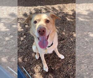 Labrador Retriever-Unknown Mix Dogs for adoption in Plano, TX, USA