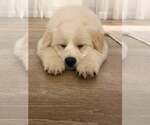 Small #3 Great Pyrenees Mix