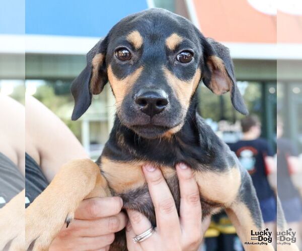 Medium Photo #3 Dachshund-Unknown Mix Puppy For Sale in Washington, DC, USA