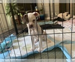 Small Photo #4 American Bulldog Puppy For Sale in CHATSWORTH, CA, USA