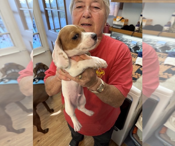 Medium Photo #2 Dachshund Puppy For Sale in ASHLAND, NE, USA