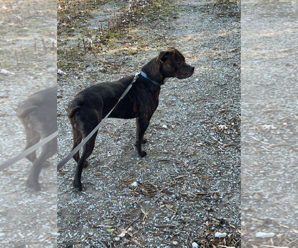 Medium Photo #3 American Pit Bull Terrier-Australian Shepherd Mix Puppy For Sale in Albemarle, NC, USA