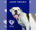 Small American Bulldog Mix