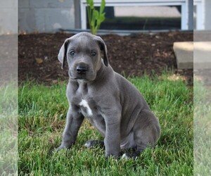 Great Dane Puppy for sale in LITITZ, PA, USA
