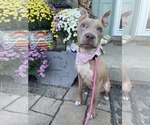 Small American Pit Bull Terrier Mix