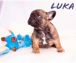 Small Photo #4 French Bulldog Puppy For Sale in PEARLAND, TX, USA