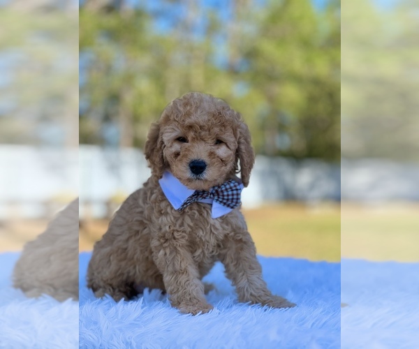 Medium Photo #8 Goldendoodle (Miniature) Puppy For Sale in FROSTPROOF, FL, USA