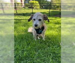 Small #4 Mutt