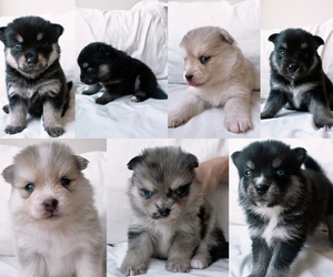 Pomsky Litter for sale in NEW YORK, NY, USA