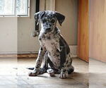 Small #2 German Shepherd Dog-Great Dane Mix