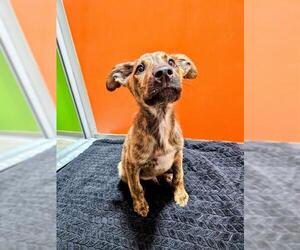 Doberman Pinscher-Holland Shepherd Mix Dogs for adoption in Frisco, CO, USA