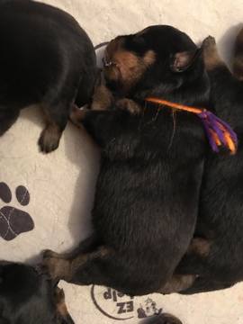Medium Photo #1 Rottweiler Puppy For Sale in PROSPERITY, SC, USA