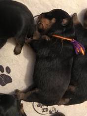 Rottweiler Puppy for sale in PROSPERITY, SC, USA