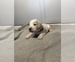 Puppy Dark blue Goldendoodle