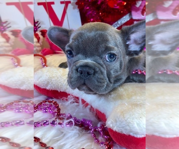 Medium Photo #9 French Bulldog Puppy For Sale in HEATHROW, FL, USA