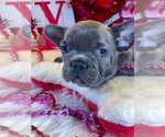 Small Photo #9 French Bulldog Puppy For Sale in HEATHROW, FL, USA