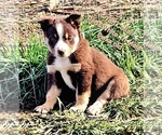 Small Photo #71 Border Collie Puppy For Sale in BYBEE, TN, USA
