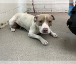 Small #2 Mutt
