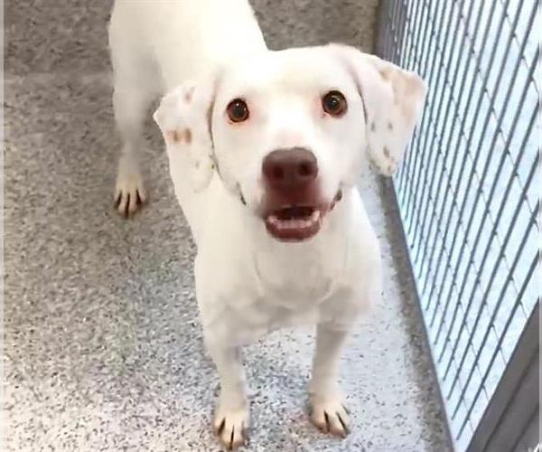 Medium Photo #3 Labrador Retriever-Unknown Mix Puppy For Sale in Houston, TX, USA