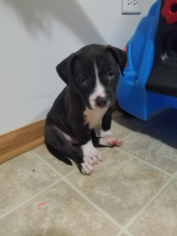 Bullypit Puppy for sale in PLAINFIELD, IL, USA