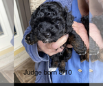 Small Photo #23 Poodle (Toy) Puppy For Sale in ARLINGTON HTS, IL, USA