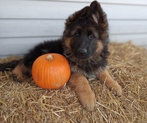German Shepherd Dog Puppy for Sale in MILFORD, Indiana USA