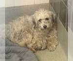 Small Poodle (Miniature) Mix
