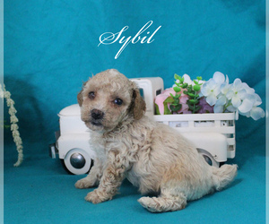 Poodle (Toy) Puppy for sale in CHANUTE, KS, USA