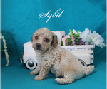 Image preview for Ad Listing. Nickname: Sybil