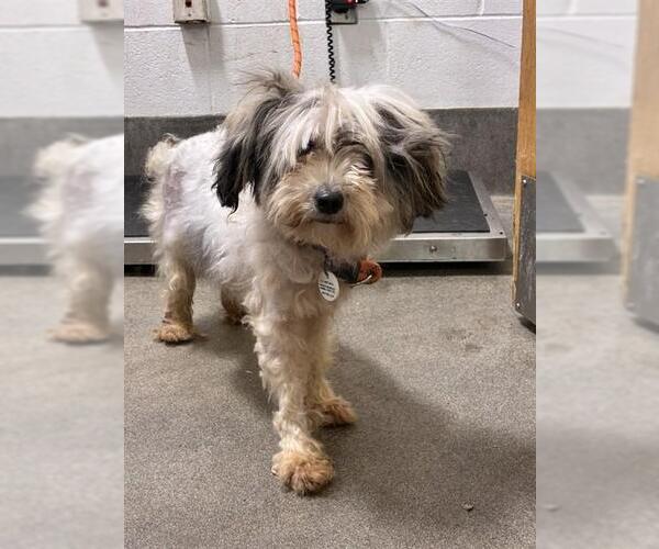 Medium Photo #1 Maltese-Unknown Mix Puppy For Sale in Forestville, MD, USA