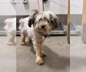 Maltese-Unknown Mix Dogs for adoption in Forestville, MD, USA