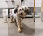 STORMY - Female Maltese-Unknown Mix Dog for Adoption - Small photo