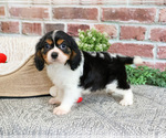 Small #6 Cavalier King Charles Spaniel