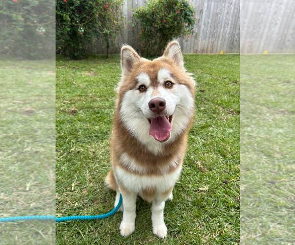 Medium Photo #1 Siberian Husky Puppy For Sale in Carrollton, TX, USA