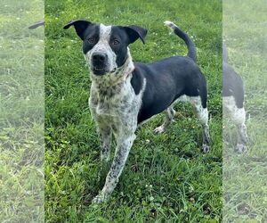 Labrador Retriever-Unknown Mix Dogs for adoption in Green Forest, AR, USA