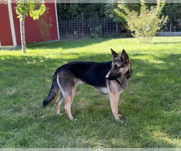 Medium Photo #2 German Shepherd Dog-Unknown Mix Puppy For Sale in Sandy, UT, USA