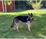 Small #1 German Shepherd Dog Mix