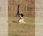Small Photo #1 Bernedoodle Puppy For Sale in CALHAN, CO, USA