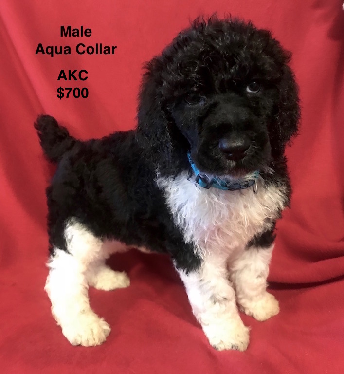 Medium Photo #1 Poodle (Standard) Puppy For Sale in SMITHVILLE, MS, USA