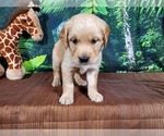 Small Photo #6 Golden Retriever Puppy For Sale in PEYTON, CO, USA