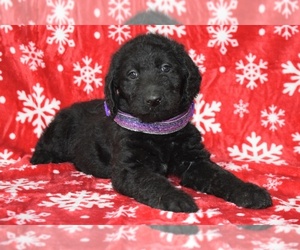 Labradoodle Puppy for sale in COSHOCTON, OH, USA