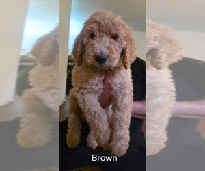 Goldendoodle (Miniature) Puppy for sale in BATTLE GROUND, WA, USA