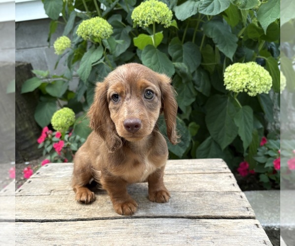 Medium Photo #5 Dachshund Puppy For Sale in MIDDLEBURY, IN, USA