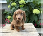 Small #4 Dachshund