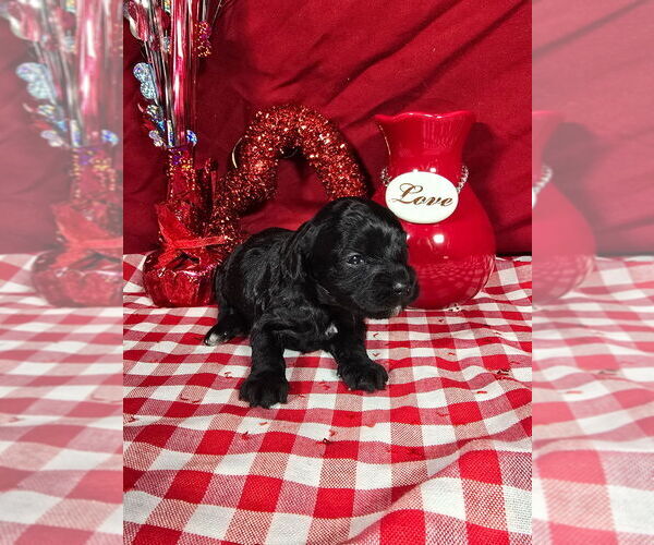 Medium Photo #1 Bernedoodle (Miniature) Puppy For Sale in BLACK FOREST, CO, USA